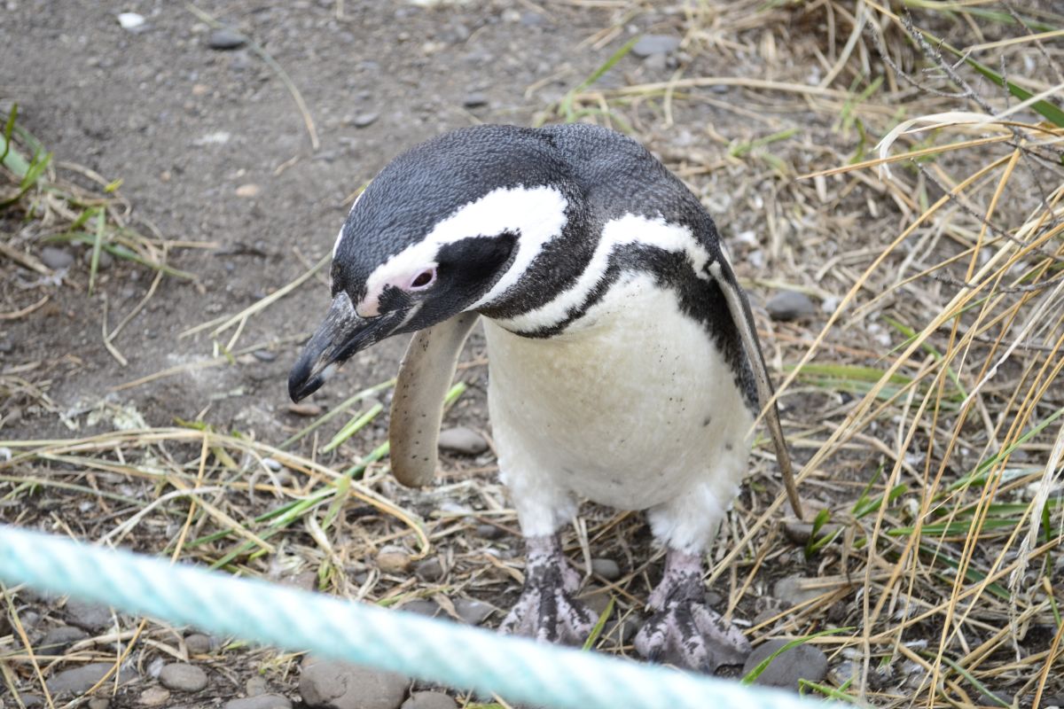 pinguino magallanico - terramar